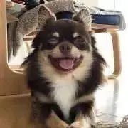 shibu