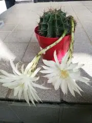 ☆☆だんしゃり☆☆の画像