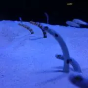 あり