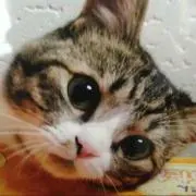 ぷーちゃん