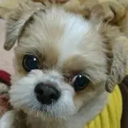 ＊ごろあんず＊