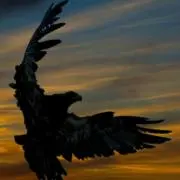 eagle