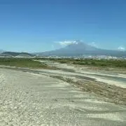 紫苑の画像