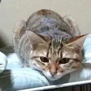 ももちゃん