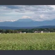 楓の画像