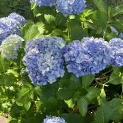 むらさきの画像