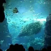 ぽむ