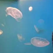 あやねぇ