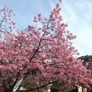 sakuraの画像
