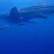 らびの画像