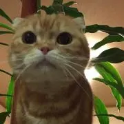 nori