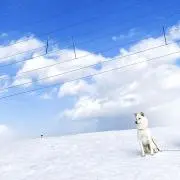 レイの画像