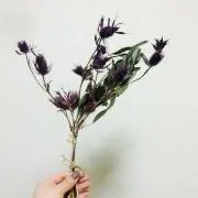 bibididiの画像