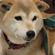もも
