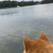 うずらの画像