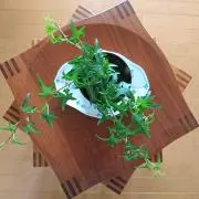 mintの画像