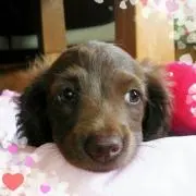 tomoyo
