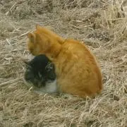 ちびの画像