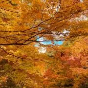 goshoの画像