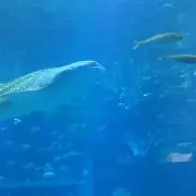 常駐の画像