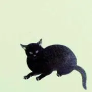 くろねこ