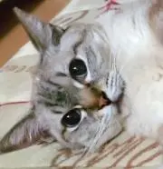 ショウショウの画像