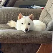 柴犬と暮らしています(必読お願いします)の画像