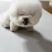 シュレック