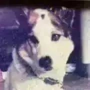 むく　【プロフ必読】の画像