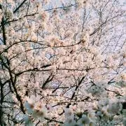 りっつの画像
