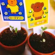まみの画像