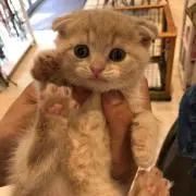 さくら