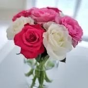 ファーファ