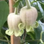 植花夢の画像