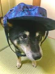 モリゾの画像
