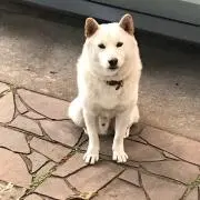 ぶんたの画像
