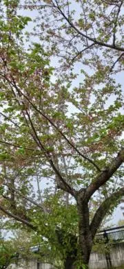 だいすけまんの画像