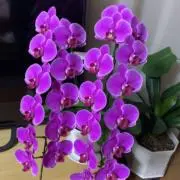 らららの画像