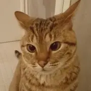 カリメル取引