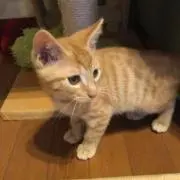 豊