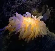 ルハーナの画像