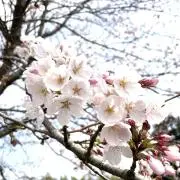 バナナオーレの画像