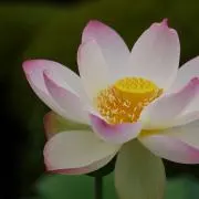 TrangMikiの画像