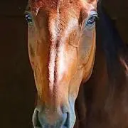よしき
