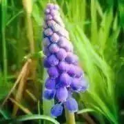 ひよりつぐ⭐︎プロフ確認お願いしますの画像