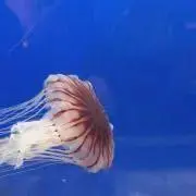 Tapi'sの画像