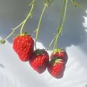 ベリーの画像
