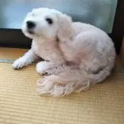 abiの画像