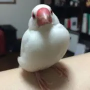 ぶんぶん
