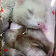 ちいちい